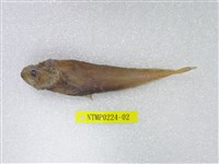 藏品(喬氏短稚鱈)的圖片